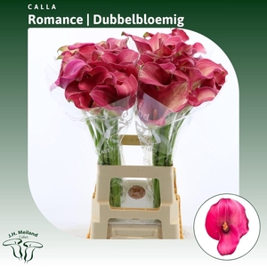 Calla Romance | Dubbelbloemig