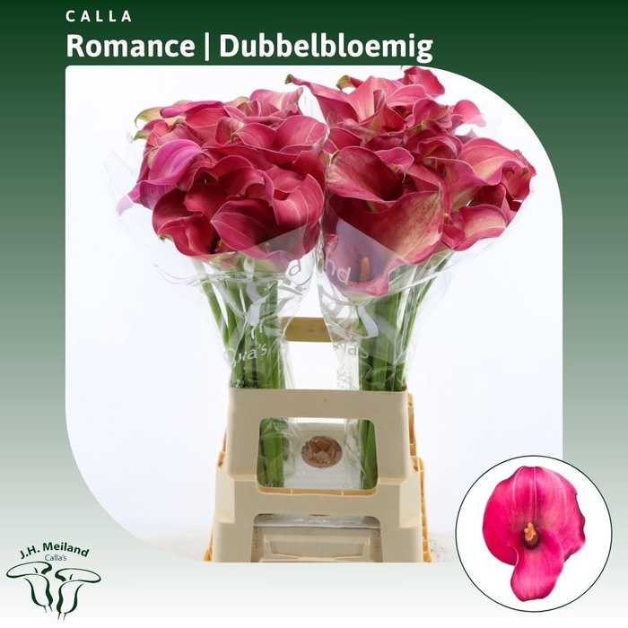 <h4>Calla Romance | Dubbelbloemig</h4>