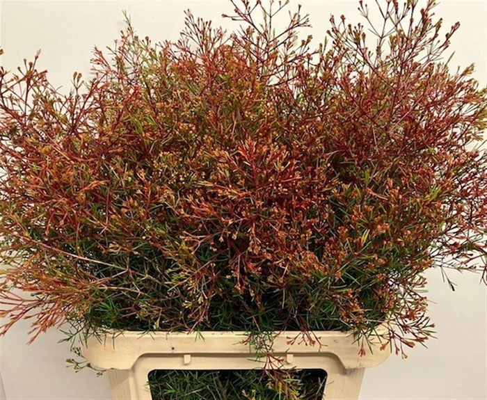 <h4>Chame Un Vega Blad</h4>