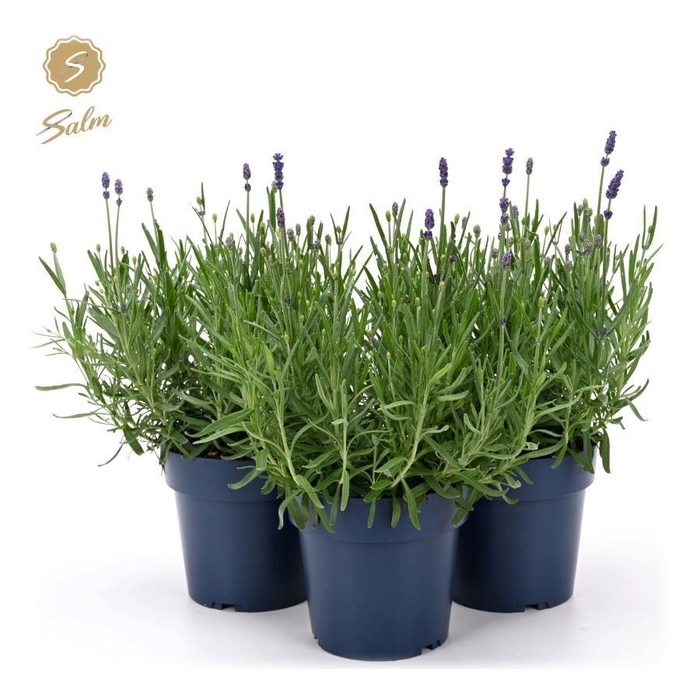 <h4>Lavandula ang. 'Felice'® Collection P15</h4>