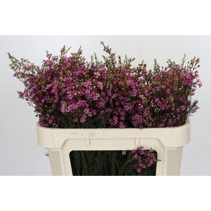 Chamelaucium Jupiter Solar