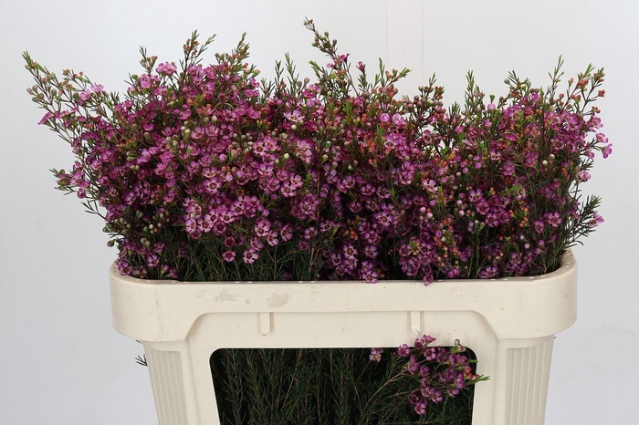 <h4>Chamelaucium Jupiter Solar</h4>