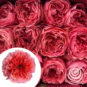 R Eq Candy Xpression