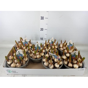 Muscari  'Early Bird'