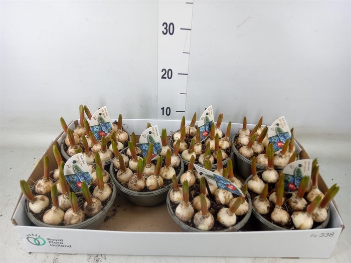 <h4>Muscari  'Early Bird'</h4>