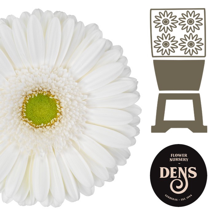 <h4>Gerbera Skydance Diamond</h4>