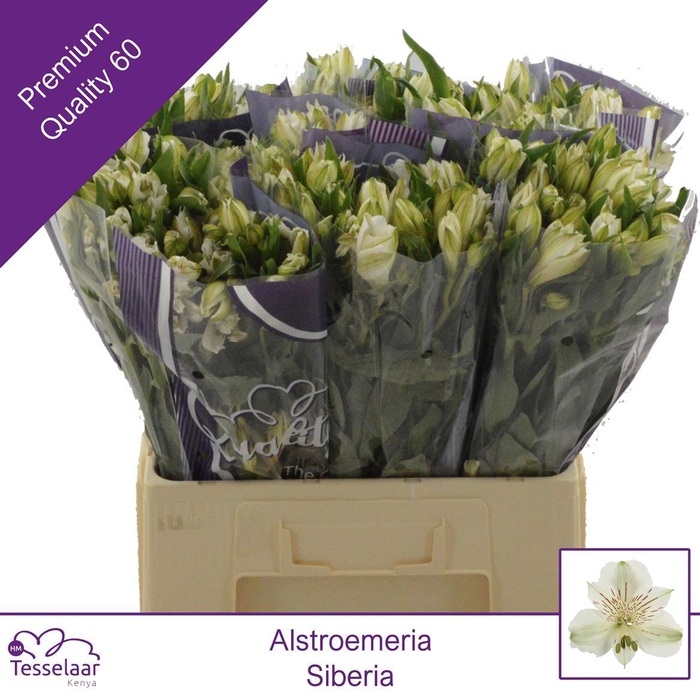 Alstroemeria Siberia | Heavy Quality