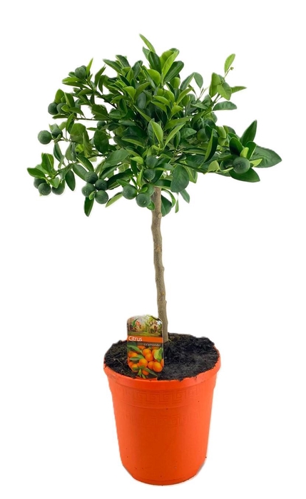 <h4>Citrus calamondin</h4>