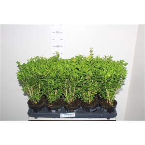 Buxu Sempervirens