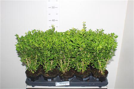 <h4>Buxu Sempervirens</h4>