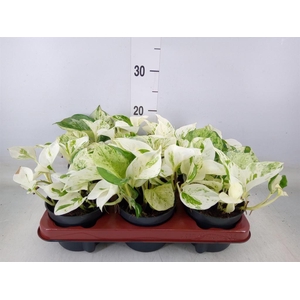 Epipremnum pinn. 'Happy Leaf'