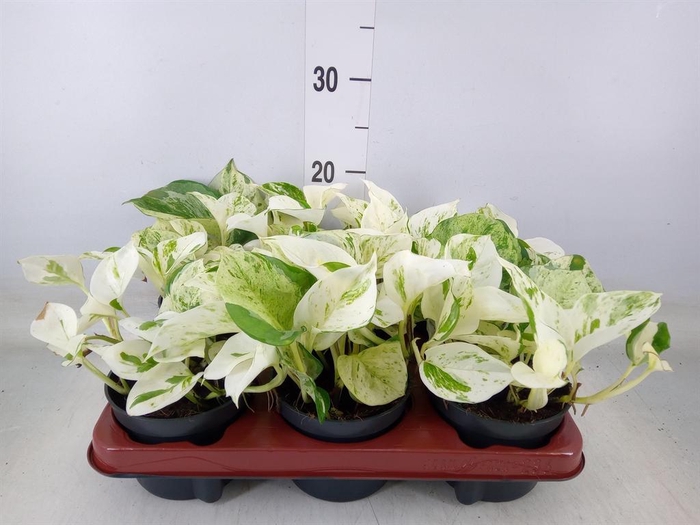 <h4>Epipremnum pinn. 'Happy Leaf'</h4>