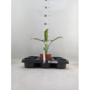 Alocasia lauterbachiana