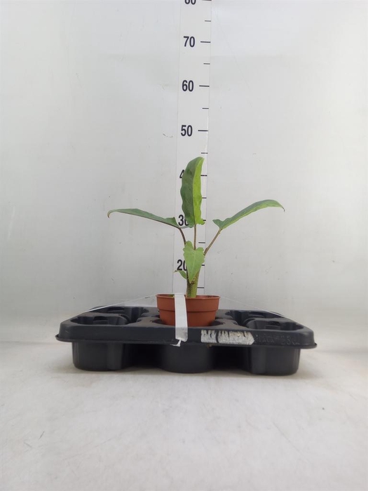 <h4>Alocasia lauterbachiana</h4>