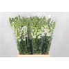 Antirrhinum White