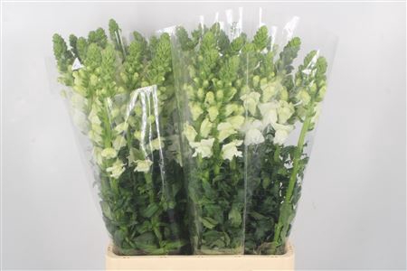 <h4>Antirrhinum It. White</h4>