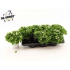 Exacum White Star
