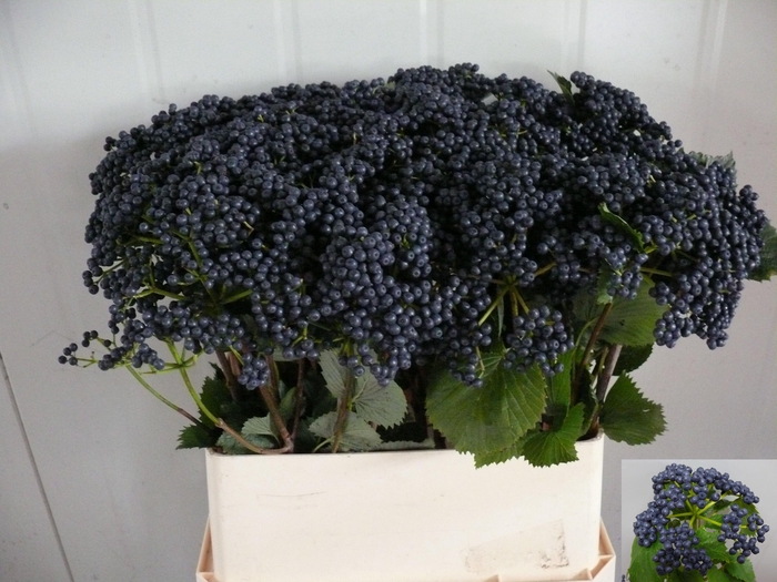 <h4>Viburnum Blueberry Hill Dijkstra</h4>