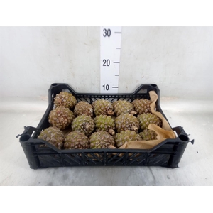 Decoratieve materialen   ...H%