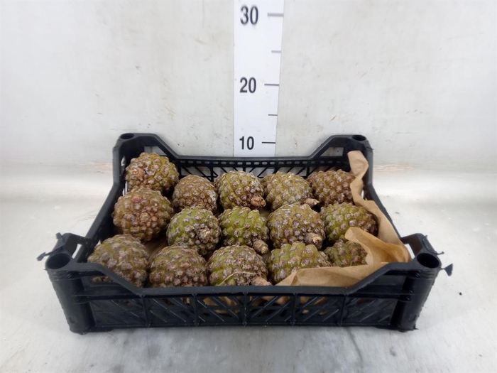 <h4>Decoratieve materialen   ...H%</h4>