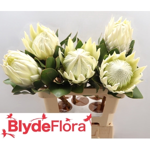 PROTEA CY LEI MOMI