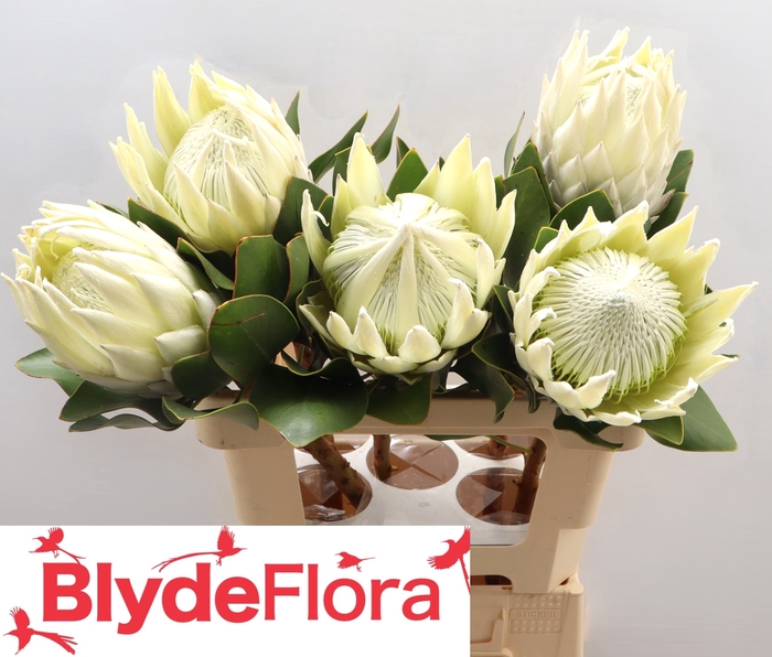 <h4>PROTEA CY LEI MOMI</h4>