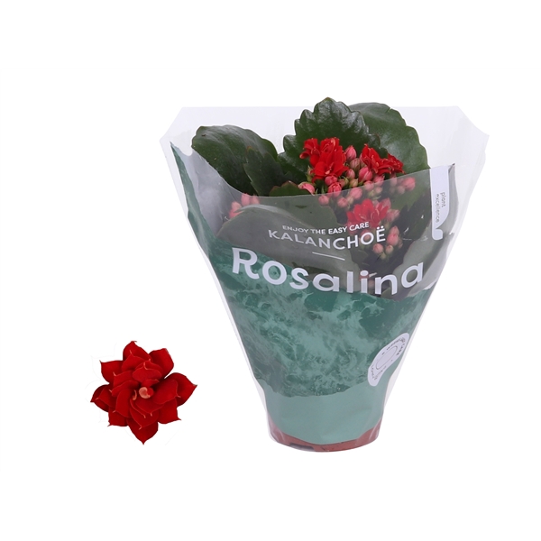 <h4>Kalanchoe Rosalina 06cm Don Justino rood</h4>