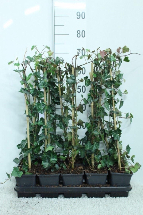 <h4>Hedera hibernica</h4>