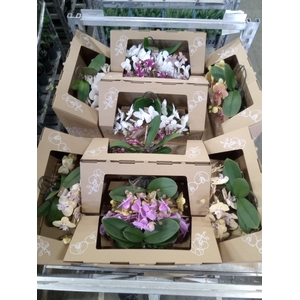Phalaenopsis   ...mix