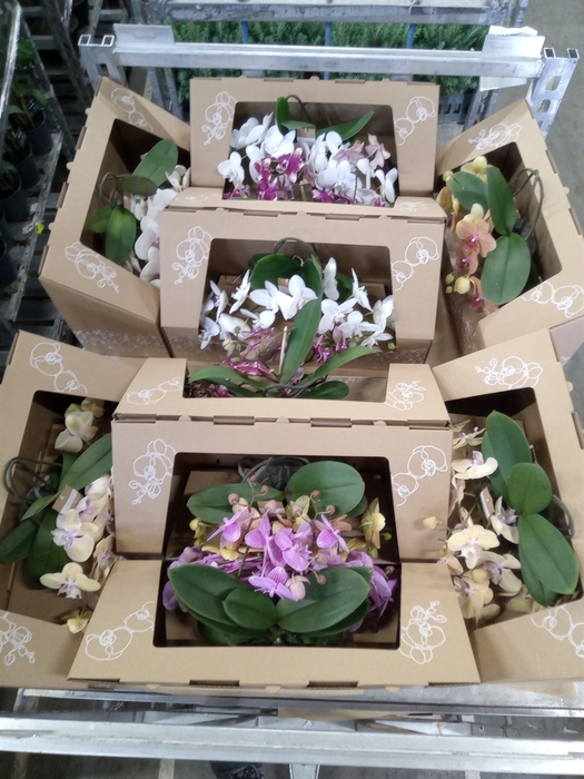 <h4>Phalaenopsis   ...mix</h4>