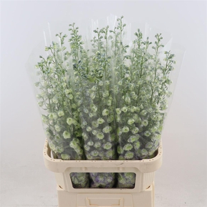 Delph Double Overig | Paars