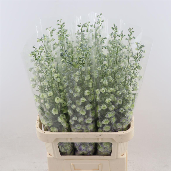 <h4>Delph Double Overig | Paars</h4>