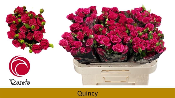 <h4>R Tr Quincy</h4>