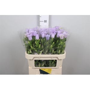 Camp M Champion Lavender