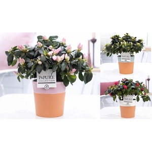 1st class Azalea mix in P&PURE Terra Cotta 4 ass. 3