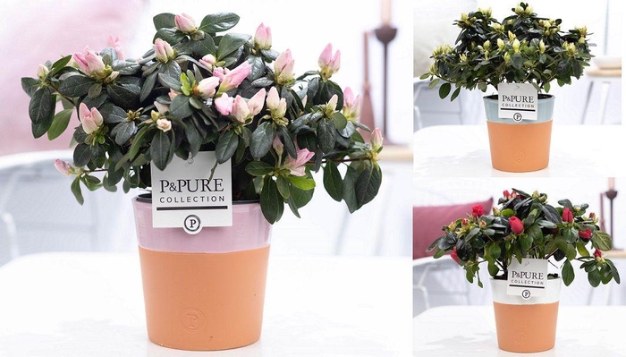 <h4>1st class Azalea mix in P&PURE Terra Cotta 4 ass. 3</h4>