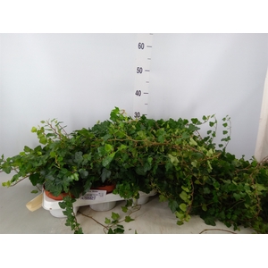 Hedera helix 'Wonder'