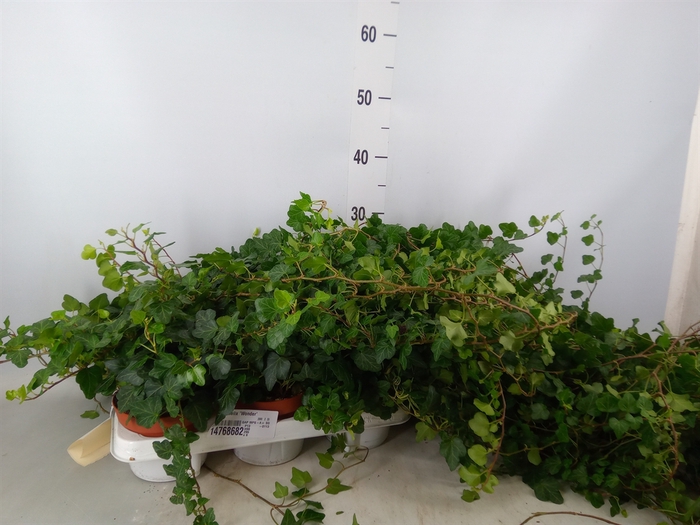 <h4>Hedera helix 'Wonder'</h4>