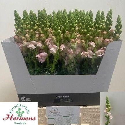 <h4>Antirrhinum Costa Light Pink 70cm</h4>