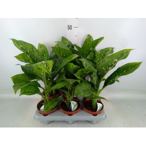 Dieffenbachia