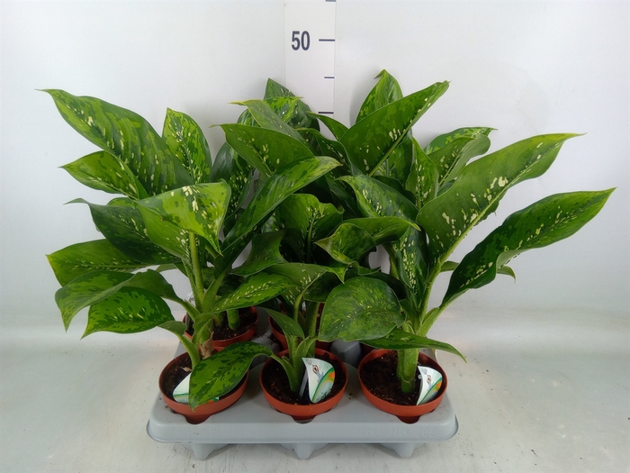 <h4>Dieffenbachia</h4>