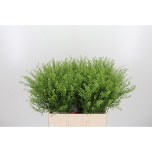 Lepidium Green Bell