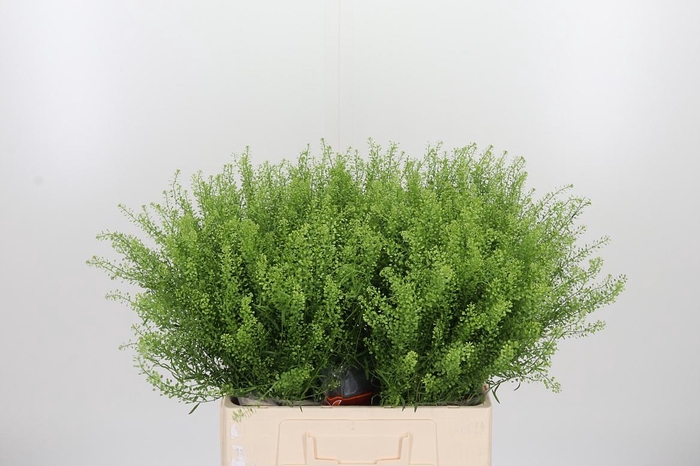 <h4>Lepidium Green Bell</h4>