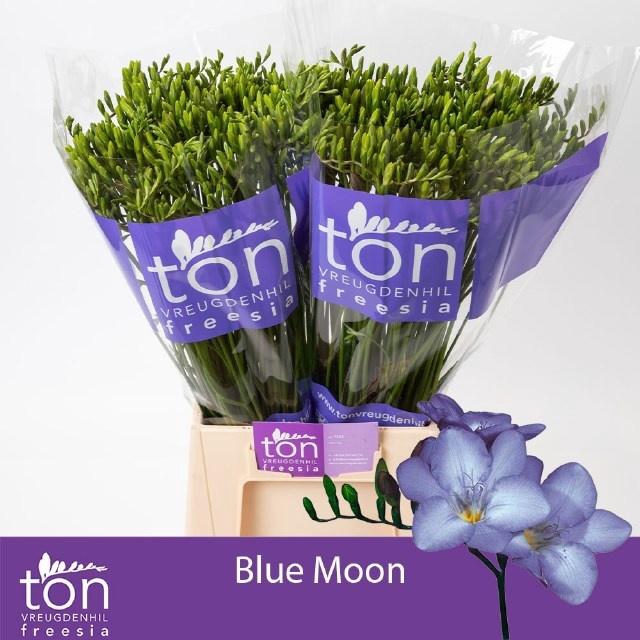 <h4>FR EN BLUE MOON</h4>