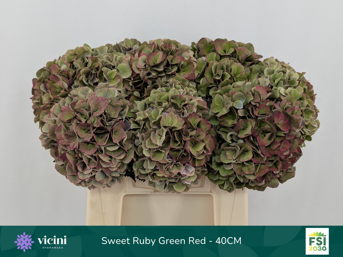 <h4>Hydr Sweet Ruby Green Red 40 cm Vicini</h4>