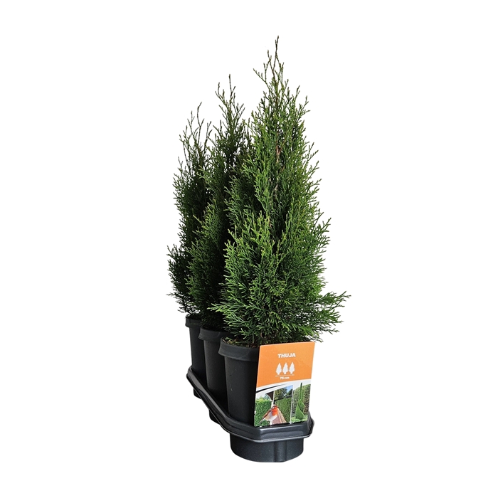 <h4>Hedgeline Thuja occidentalis Smaragd C4</h4>