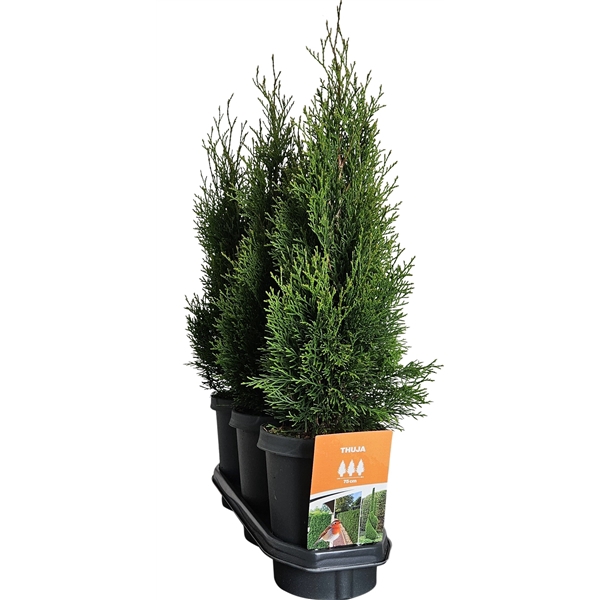 <h4>Hedgeline Thuja occidentalis Smaragd C4</h4>