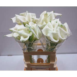 Zantedeschia crystal blush
