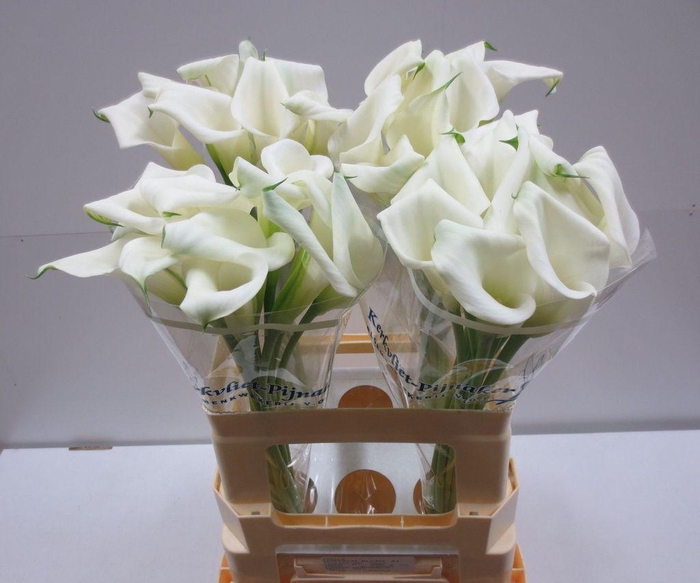 <h4>Zantedeschia crystal blush</h4>