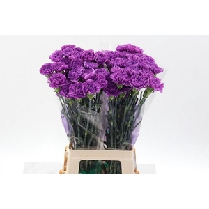 Dianthus st moonlite